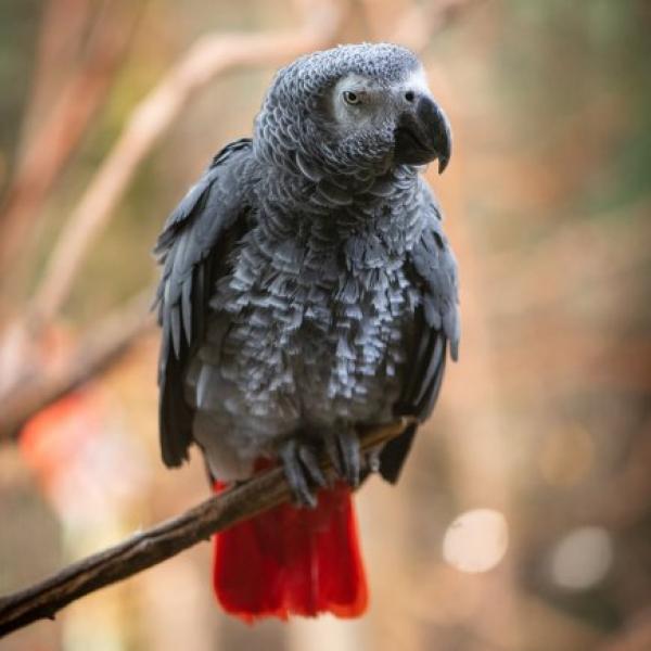 African Grey Parrot Columbus Zoo and Aquarium